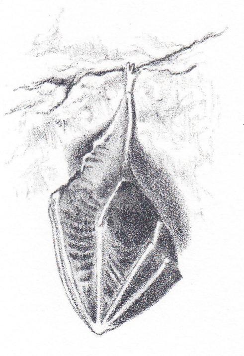 Litho Petit Rhino P.B.